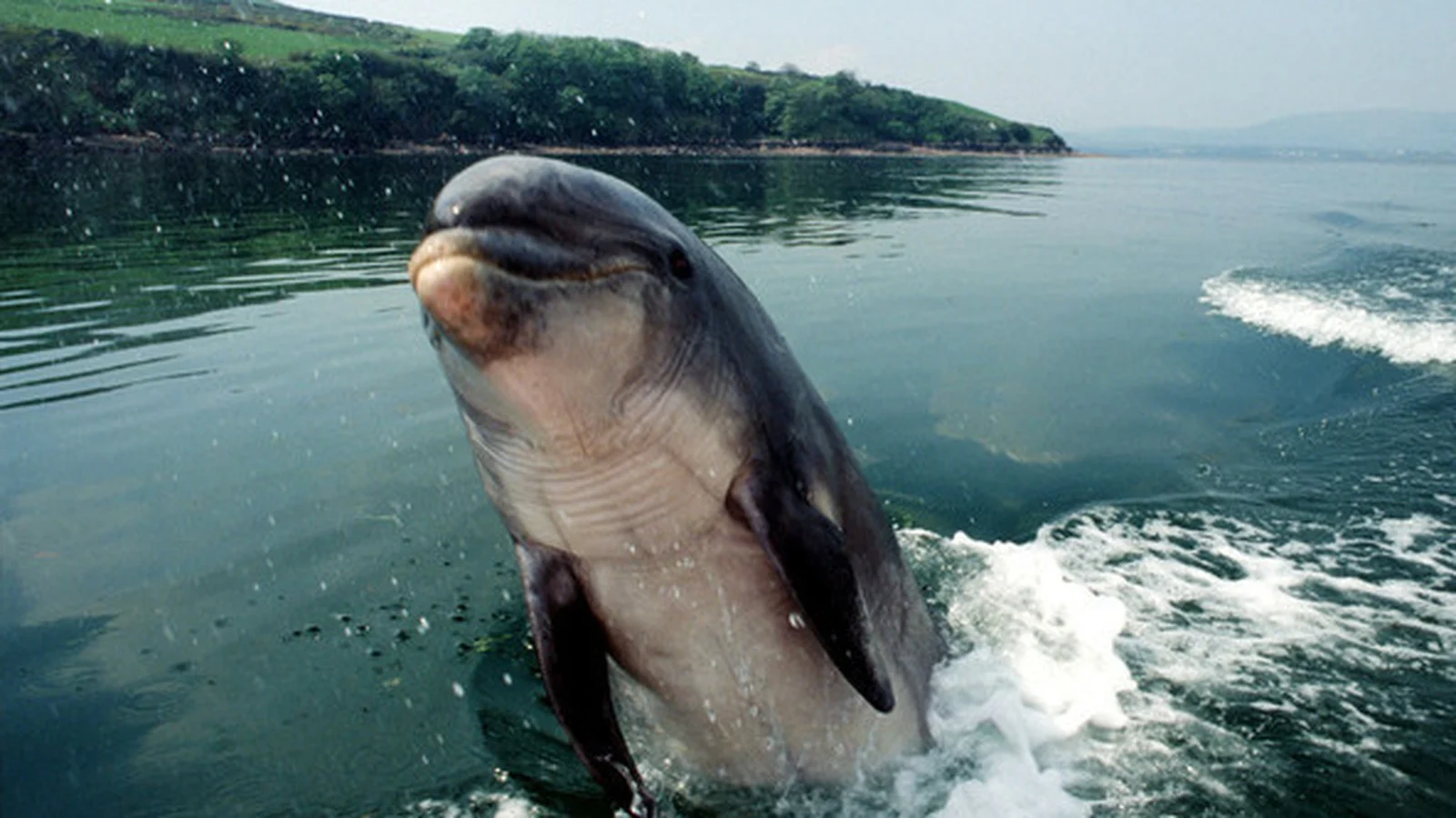 Fungie DNA reveals dolphin's mixed ancestry