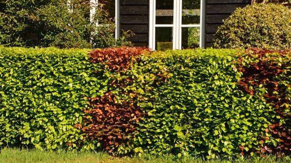 Irish homes can trim hedges again after ban