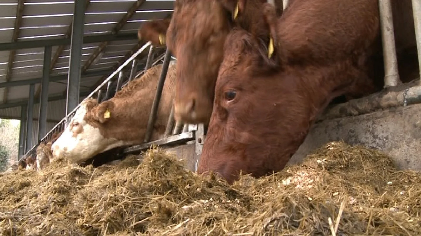 Govt supports for farmers facing fodder deficits