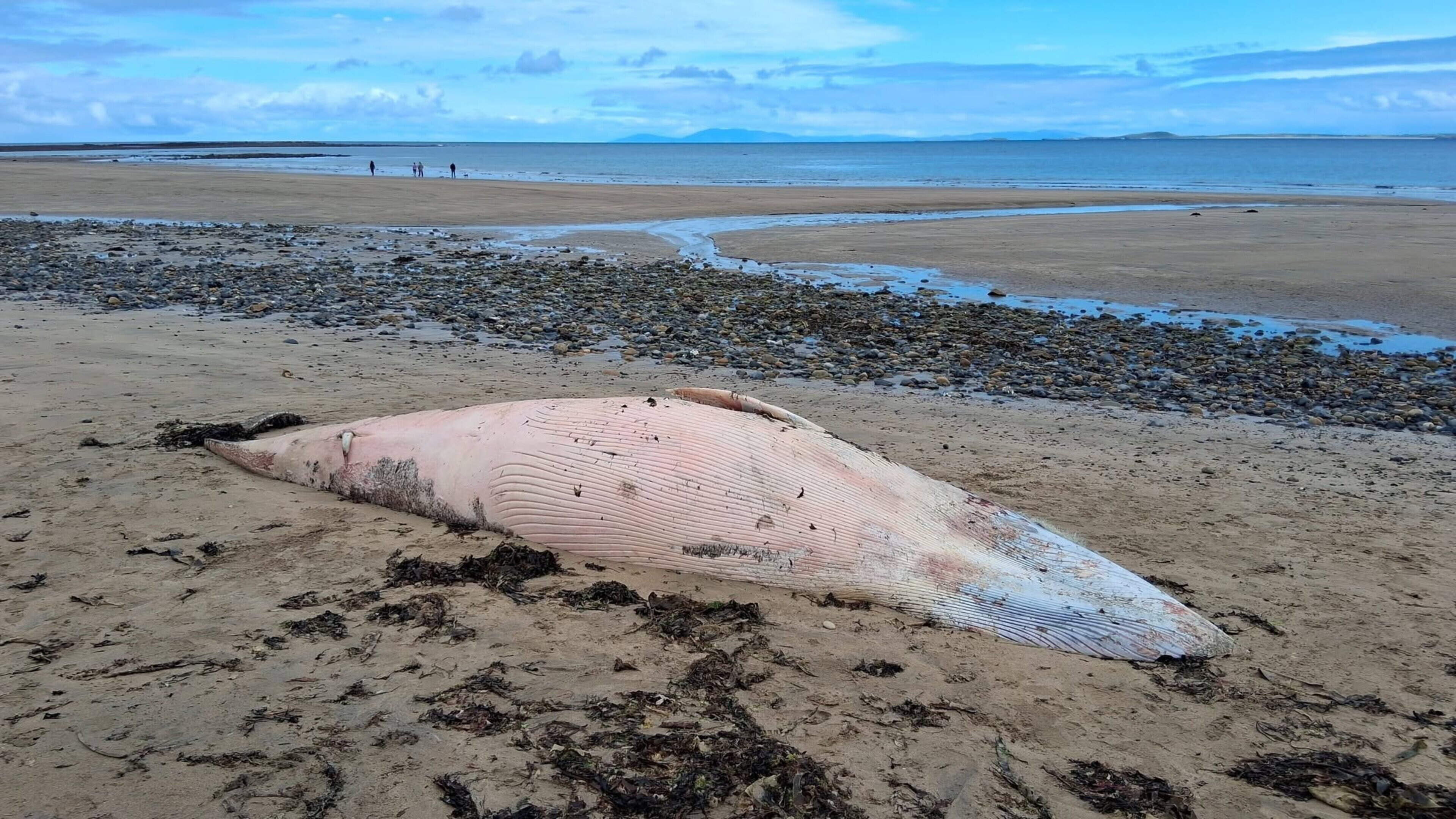 Dead minke whale washes up in Dunmoran