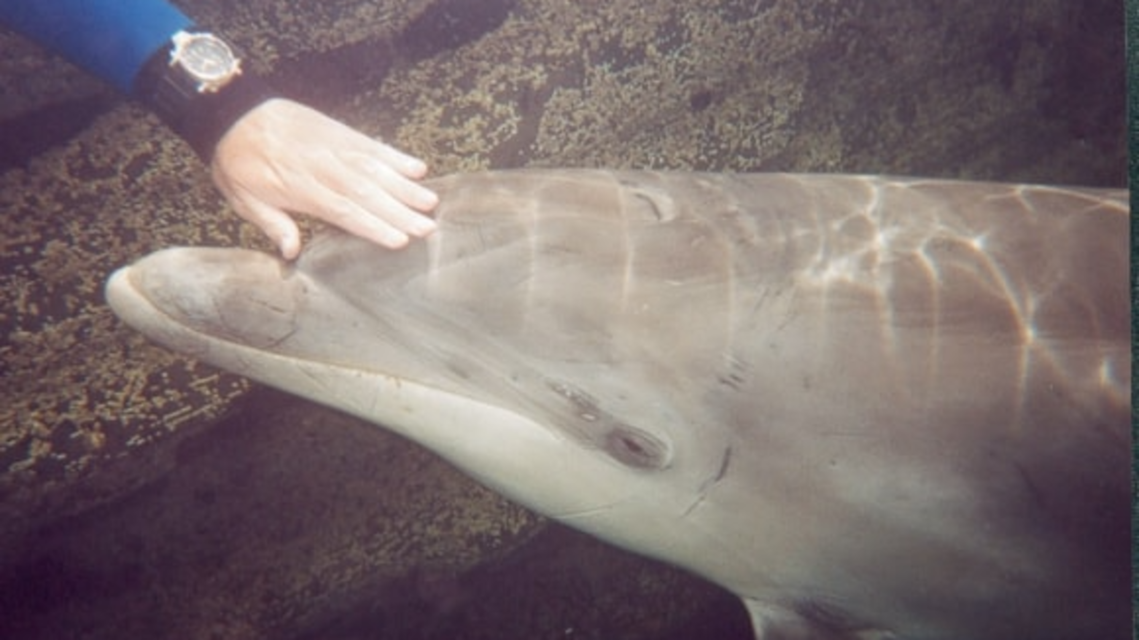 Fungie’s DNA Reveals Mixed Dolphin Ancestry
