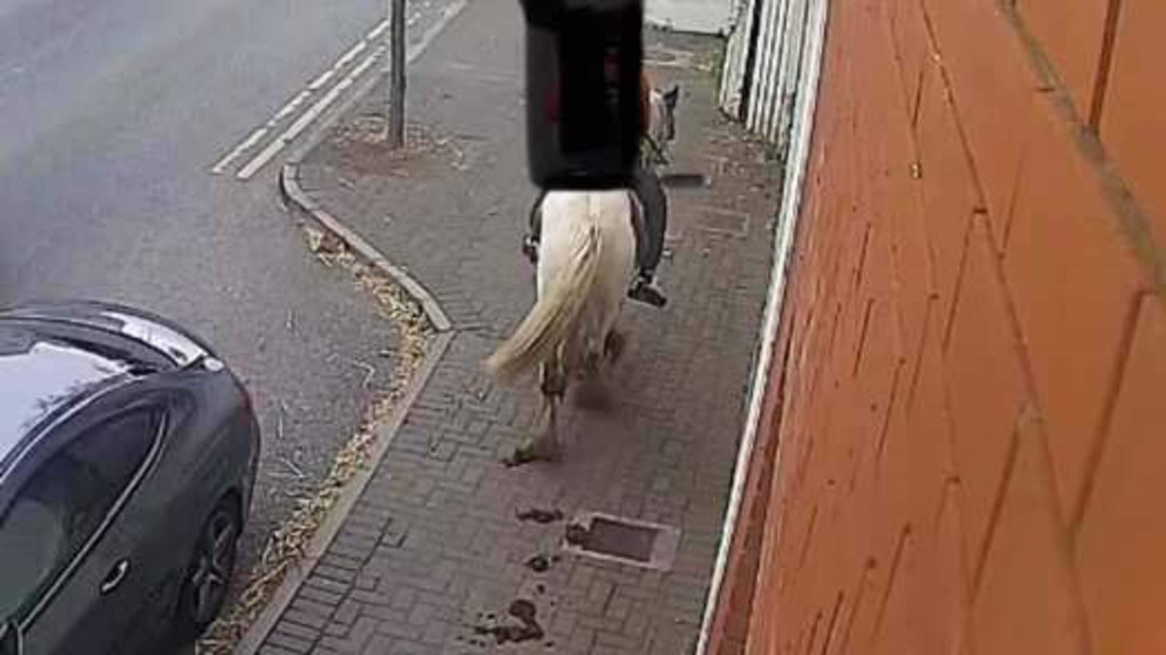Teenage Horse Owner Urged to Clean Up