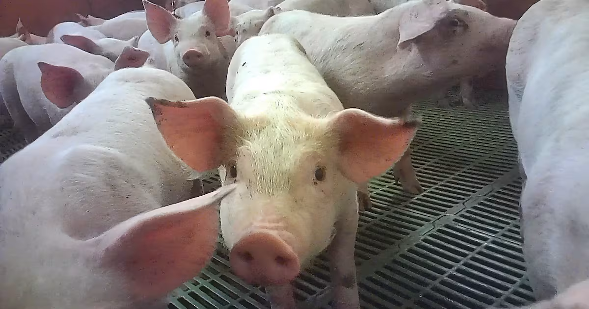 Northern Ireland farm income reaches £1 billion