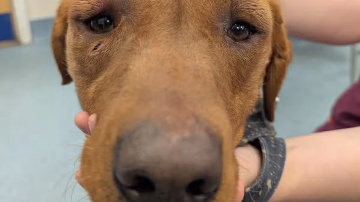 Dog dies after severe beating by owner
