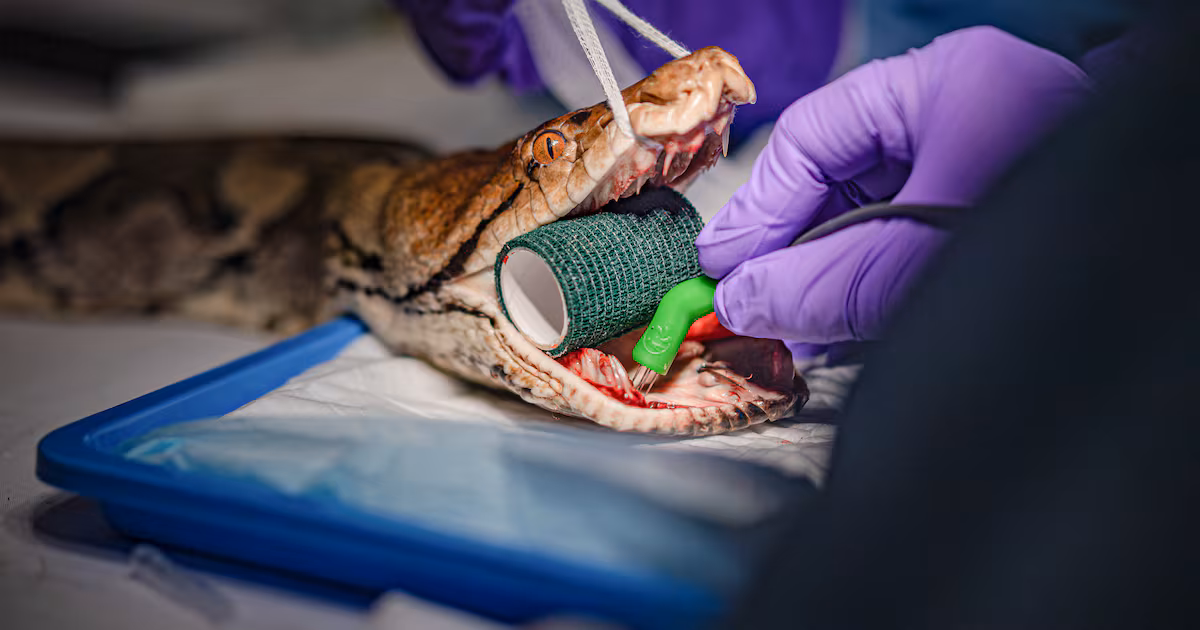 First Snake Treated with Human Cancer Therapy