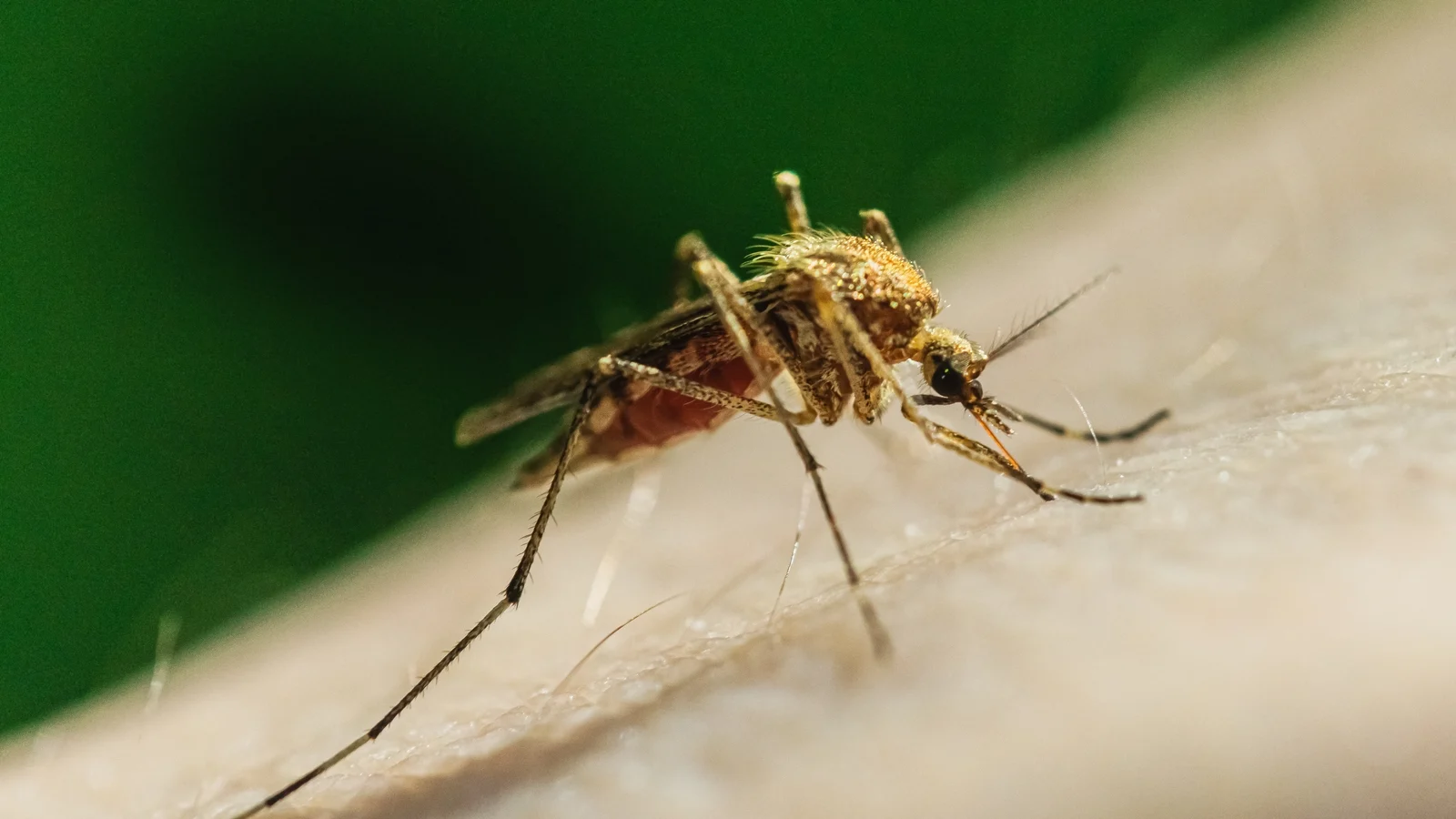 Europe Reports 12 Countries with West Nile Virus Cases