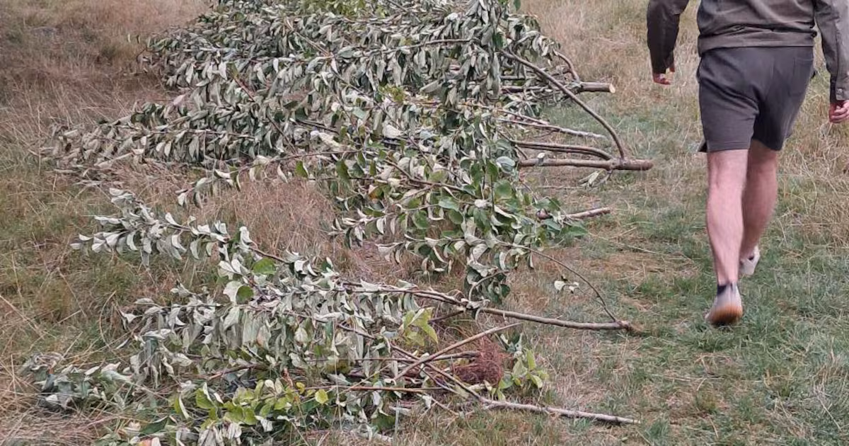 200 Trees Cut Down at Belfast Orchard