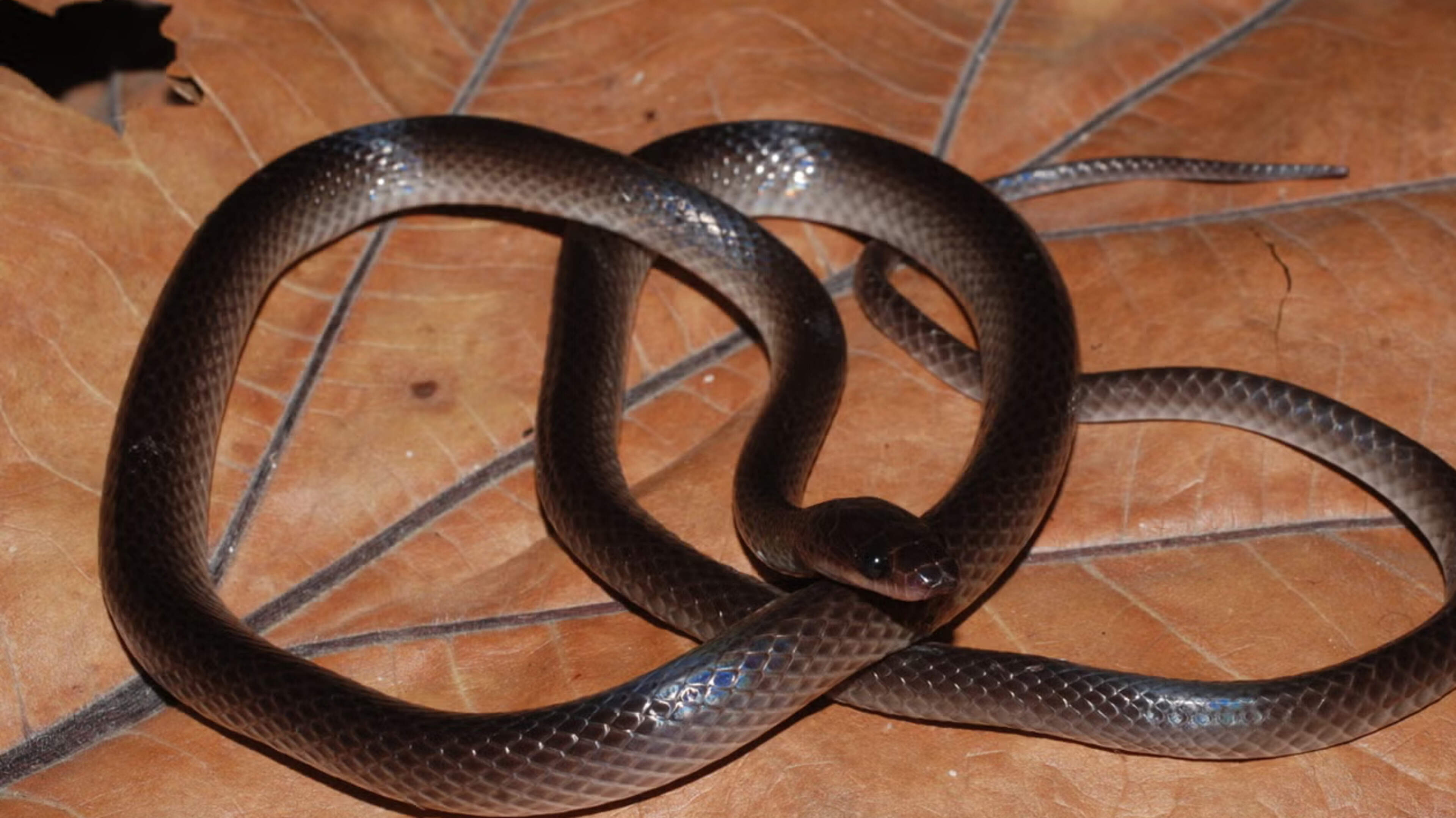 New Snake Species Named After Slash