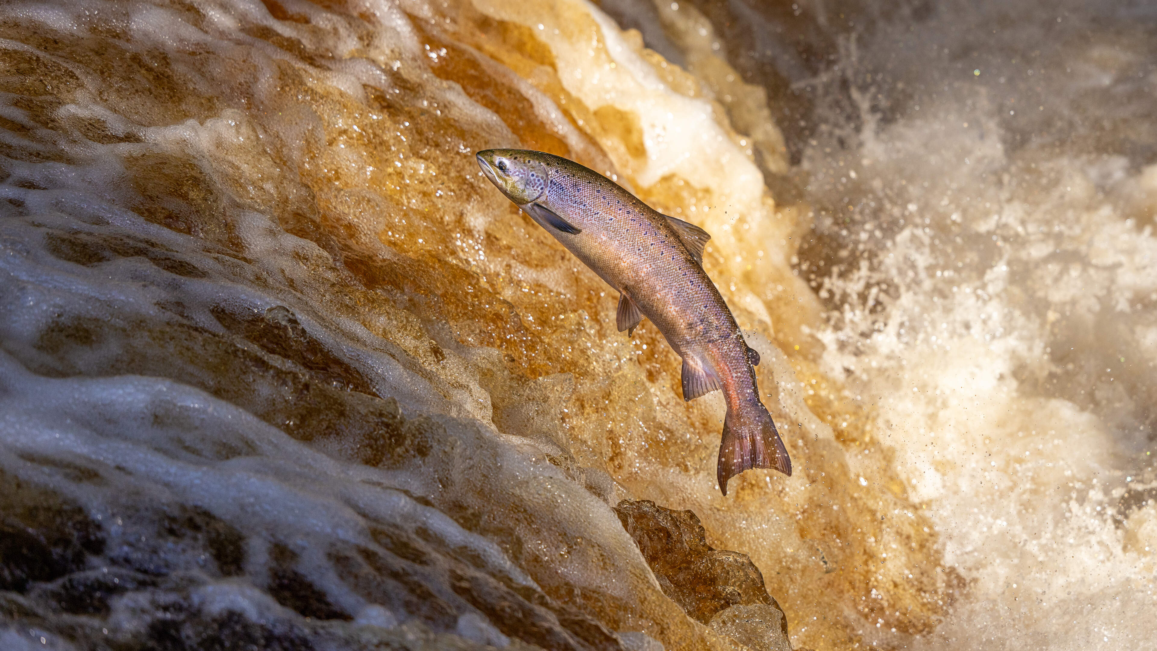Climate Changemakers Save Wild Salmon in Ireland