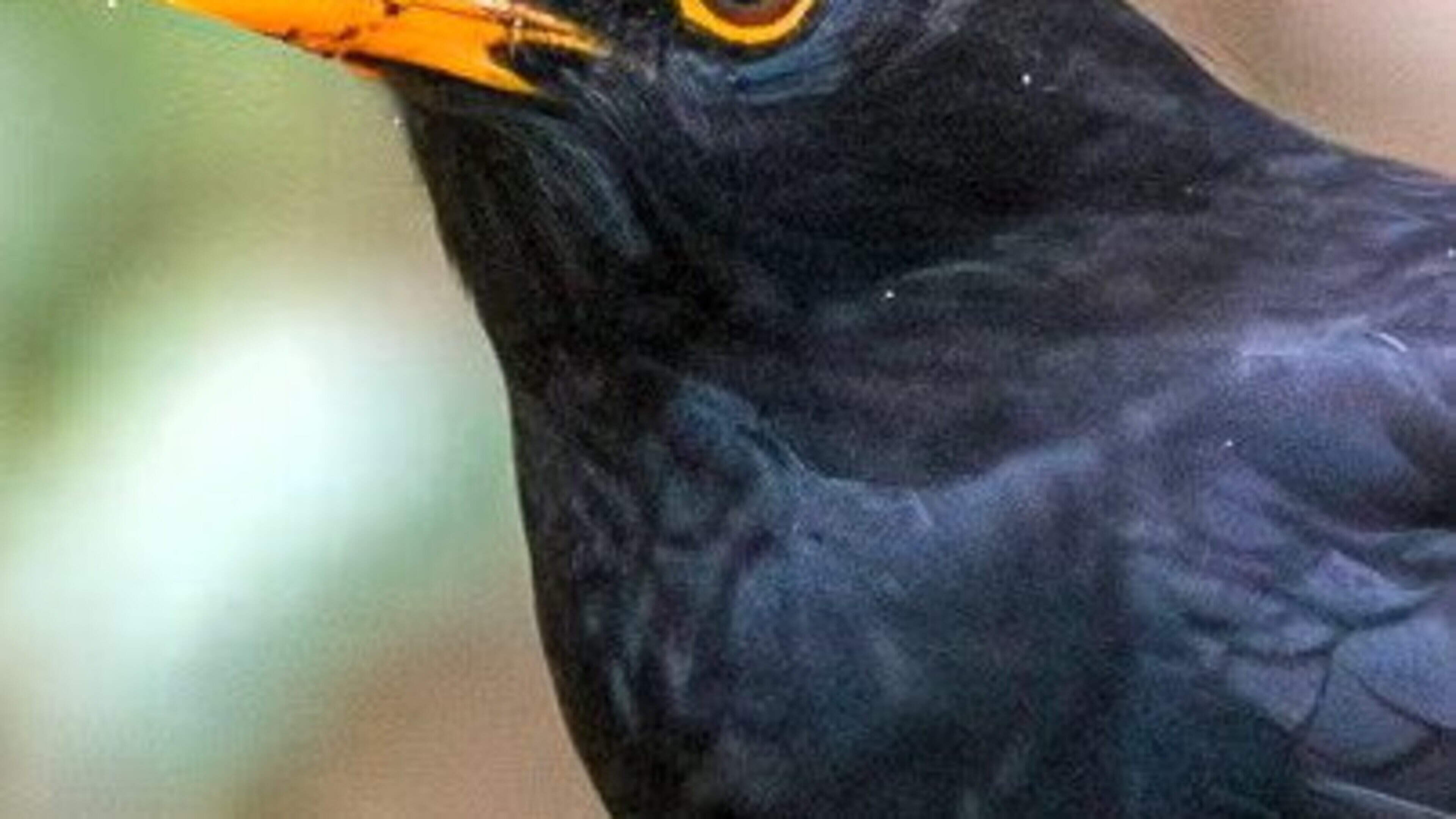Blackbird: Common Garden Bird Overview