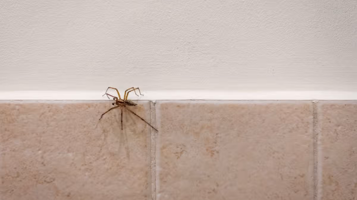 Natural Spider Repellent Using Lavender Oil