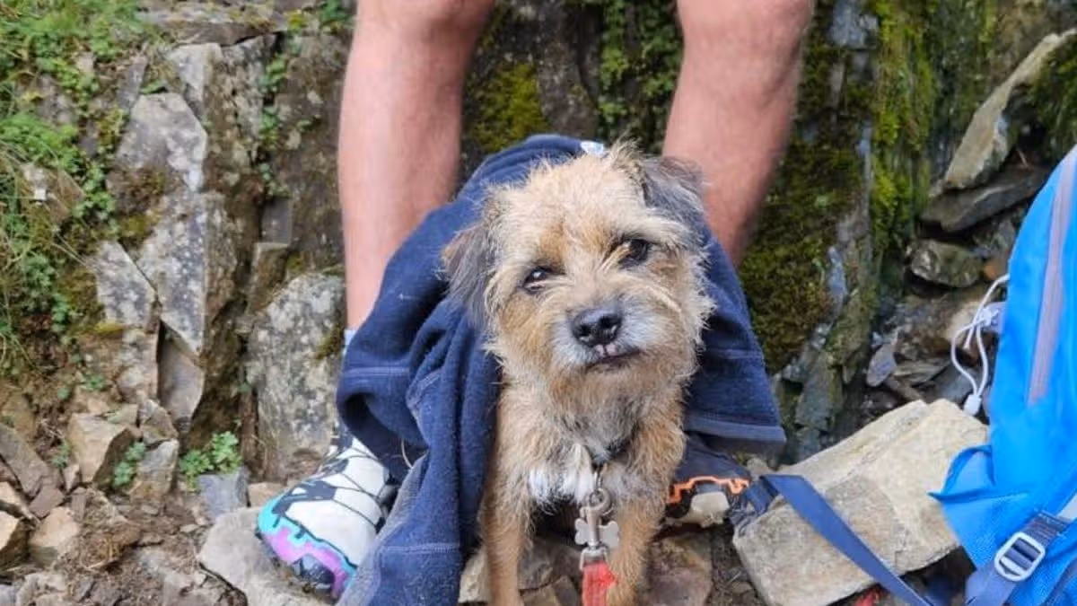 Missing Dog Found Alive After 19 Days