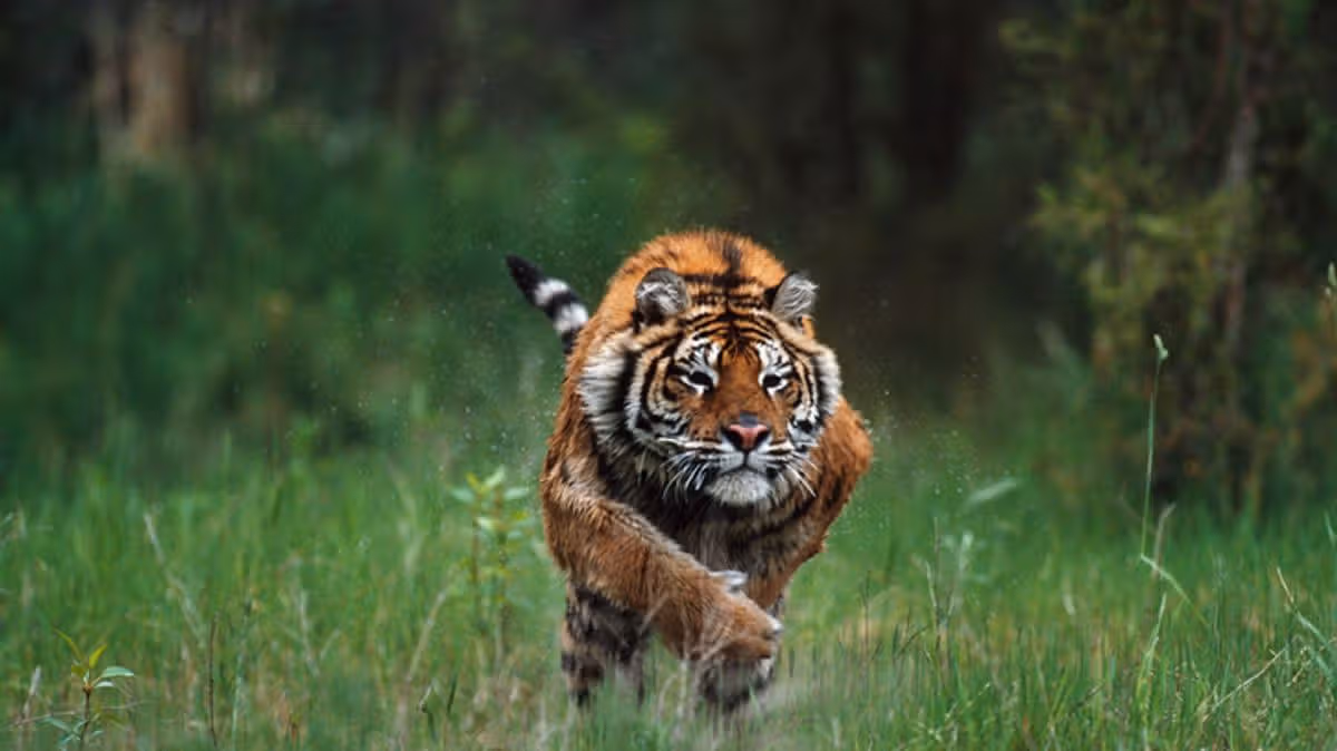 Siberian Tiger Attacks Man in Cabin