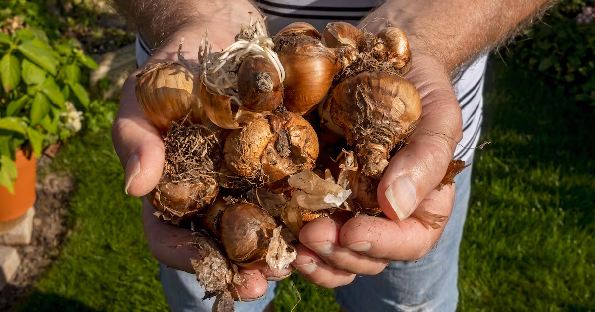 Experts Advise on Spring Bulb Planting Timing
