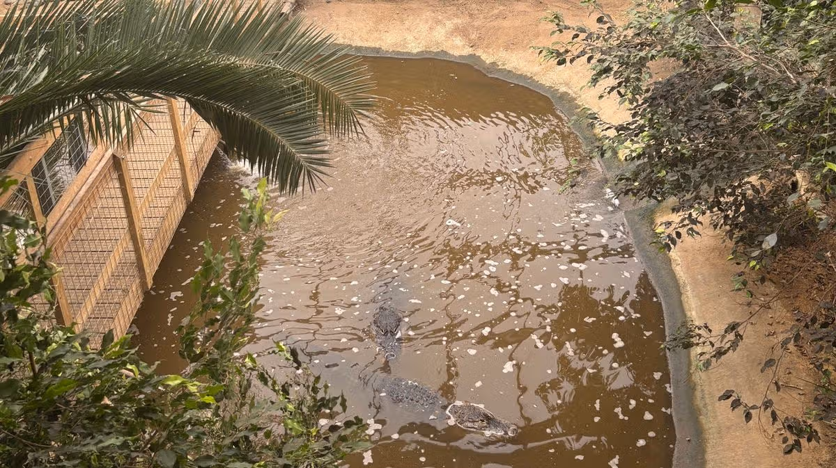 Boy injured in crocodile enclosure at zoo