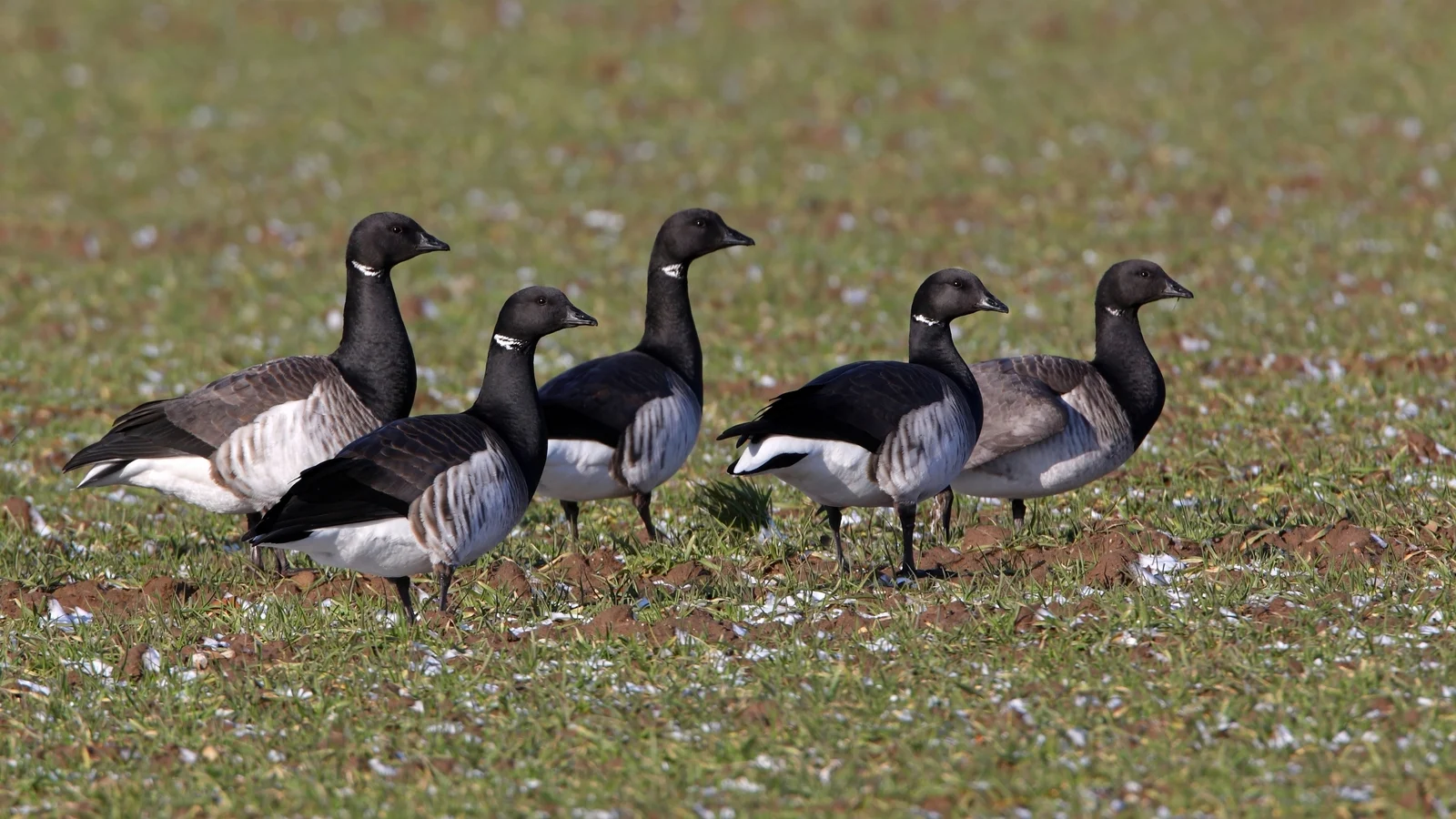 School's floodlights approved despite geese concerns