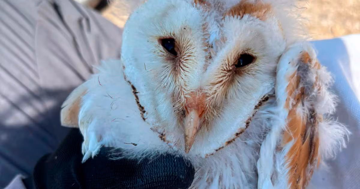 Barn owl chicks born in Northern Ireland