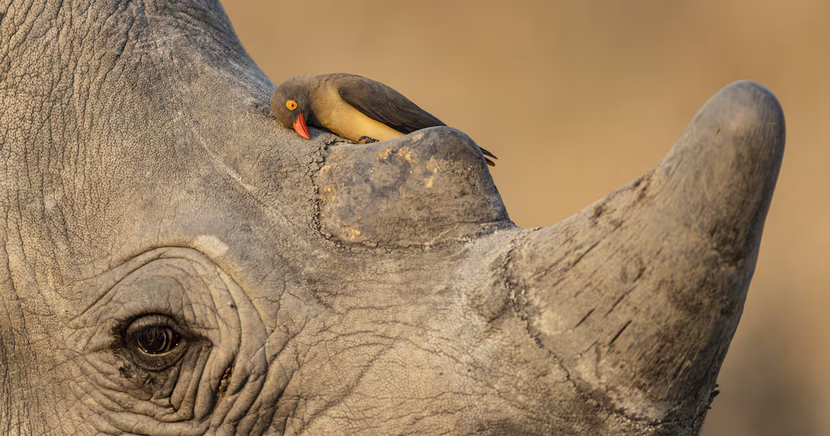 Wildlife Photographer of Year contest reveals winning shots