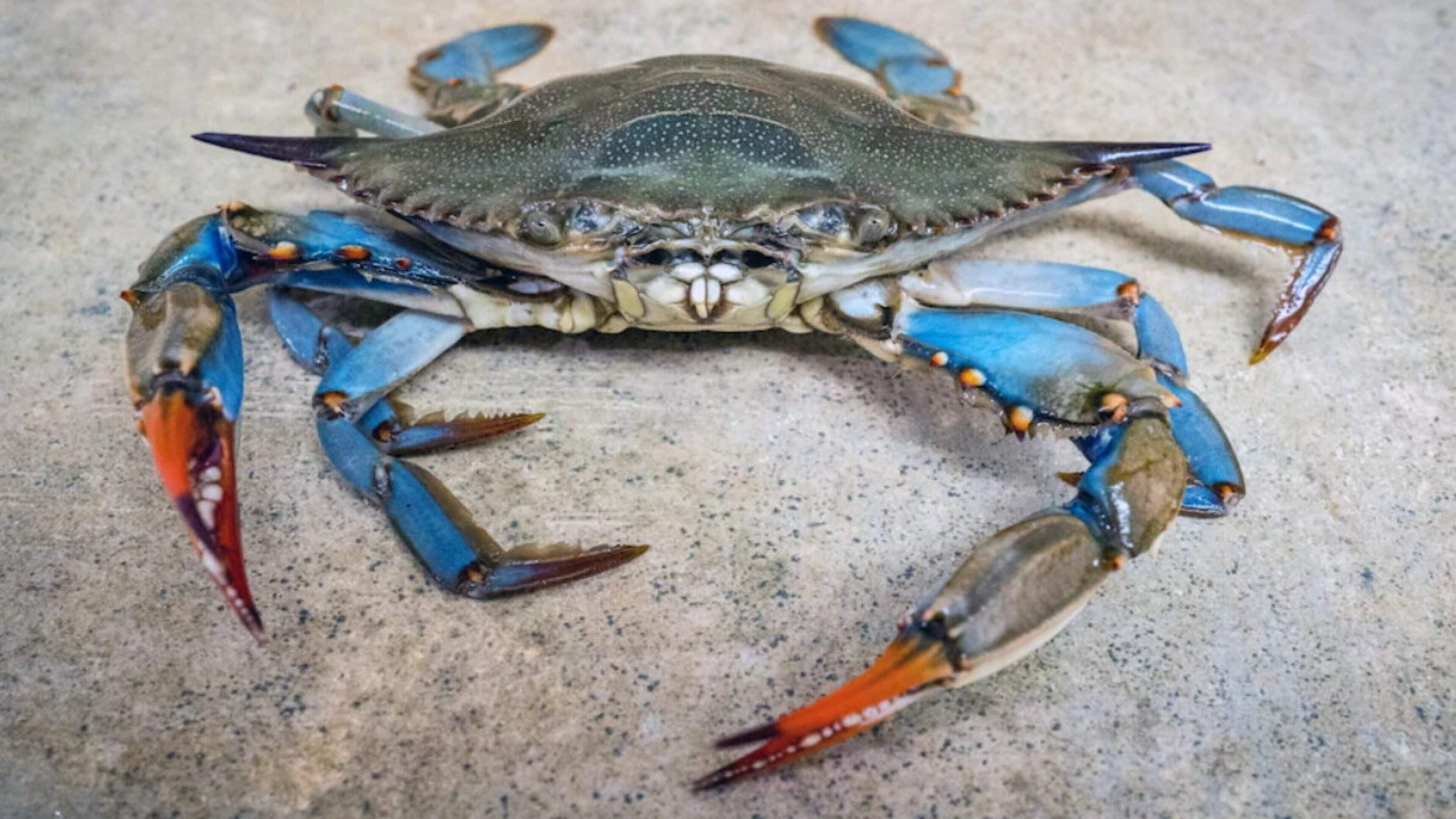 Italy Battles Blue Crab Invasion with Octopuses