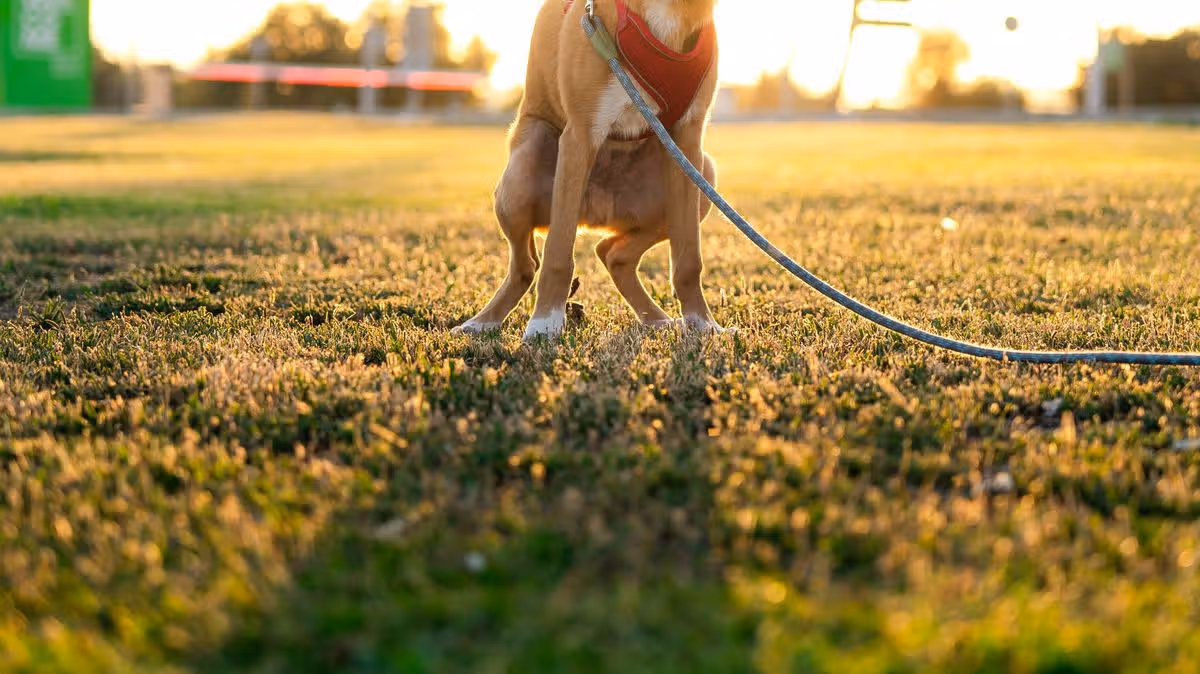 Man Takes Revenge on Neighbour's Dog Mess
