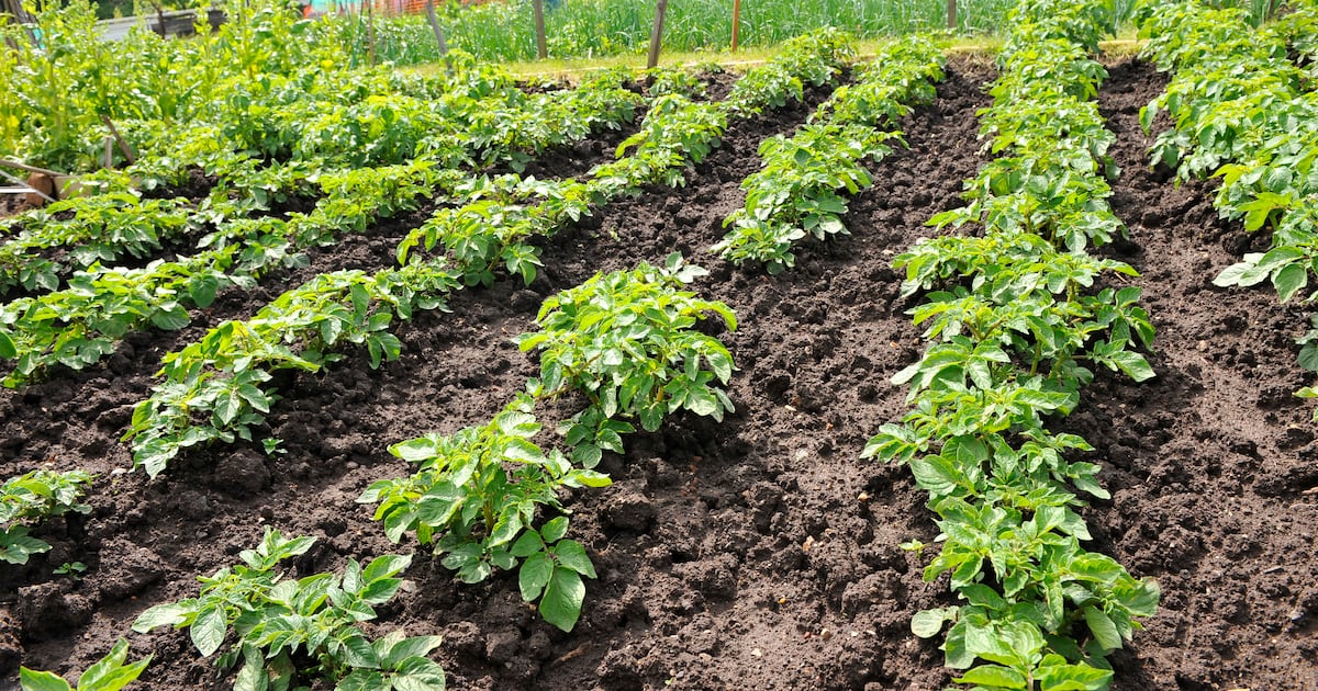 New Method Protects Potato Crops from Diseases