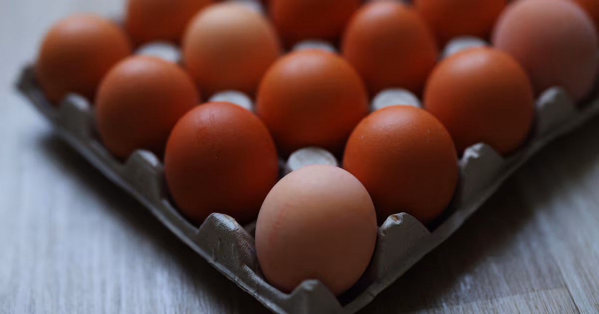 Rise in Salmonella Cases Linked to Imported Eggs