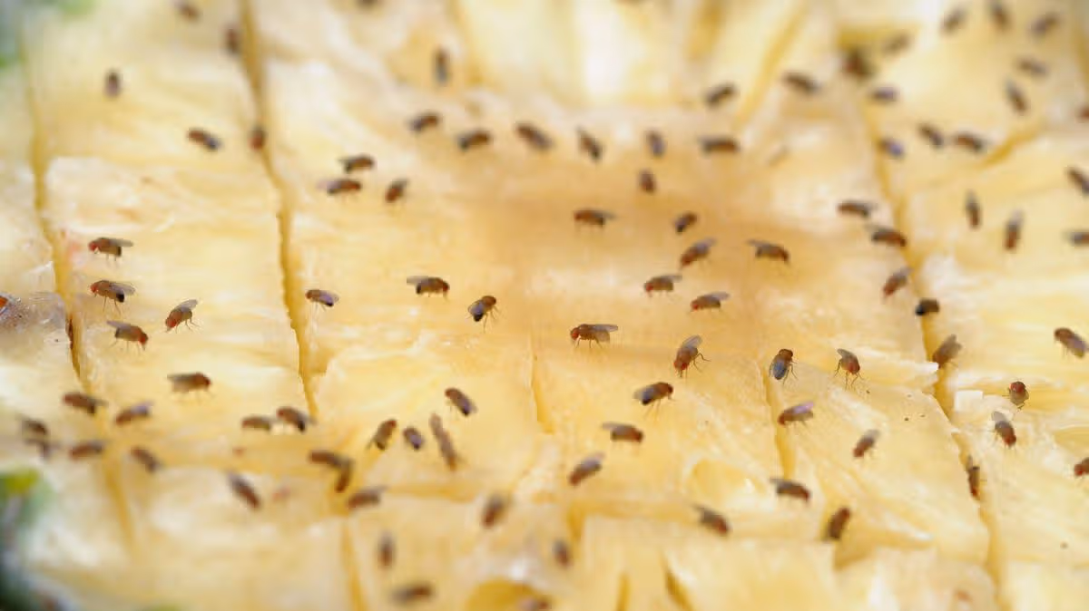 Deter Fruit Flies with Simple Home Remedy