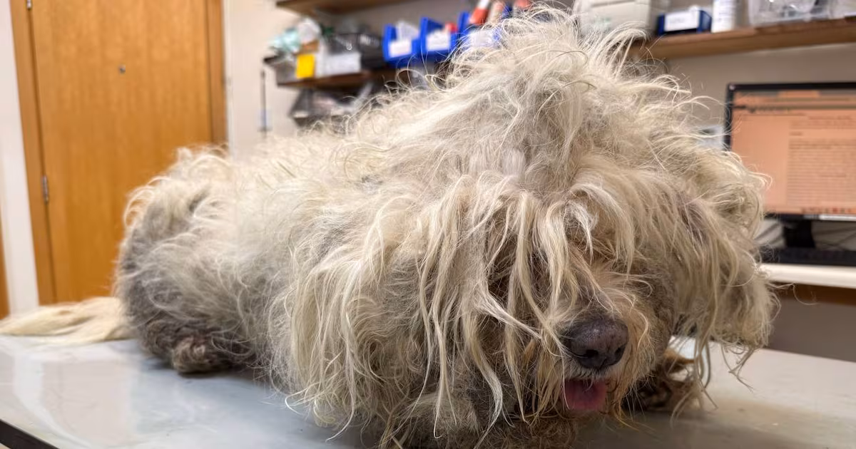 Couple Banned From Keeping Animals For Two Years
