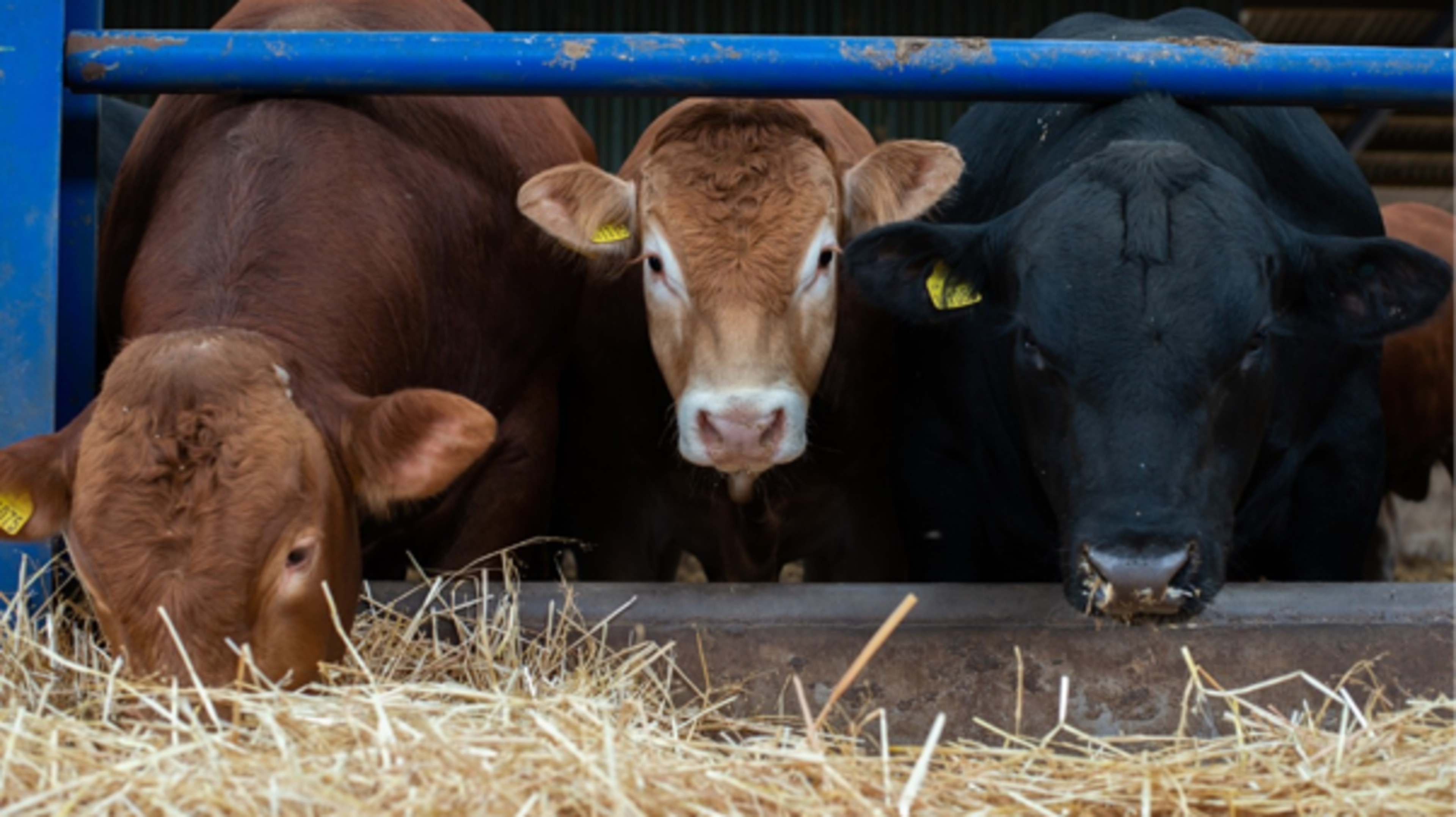 Hidden Costs of Beef and Lamb Finishing