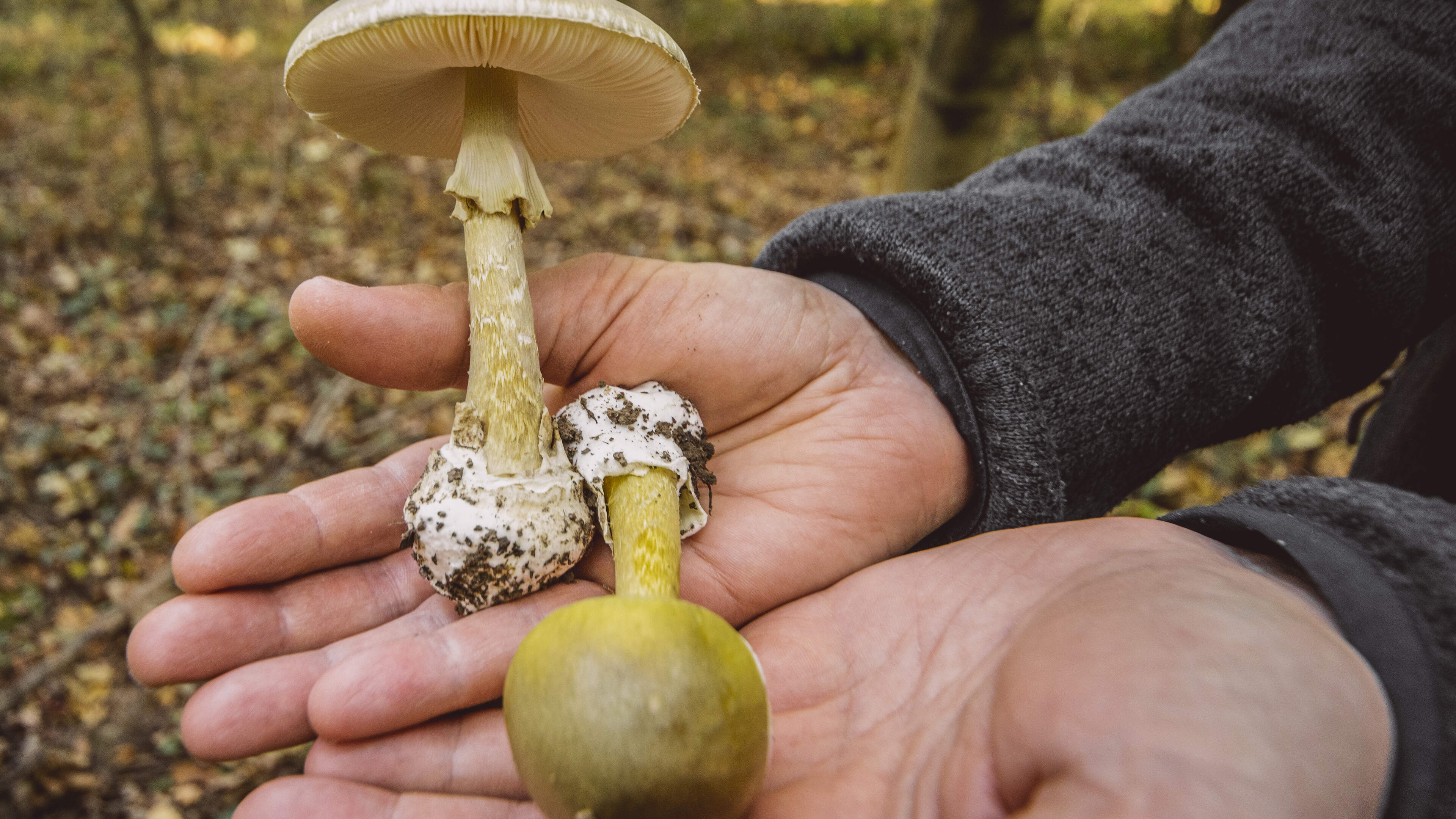 Warning on Wild Mushroom Poisonings in Ireland