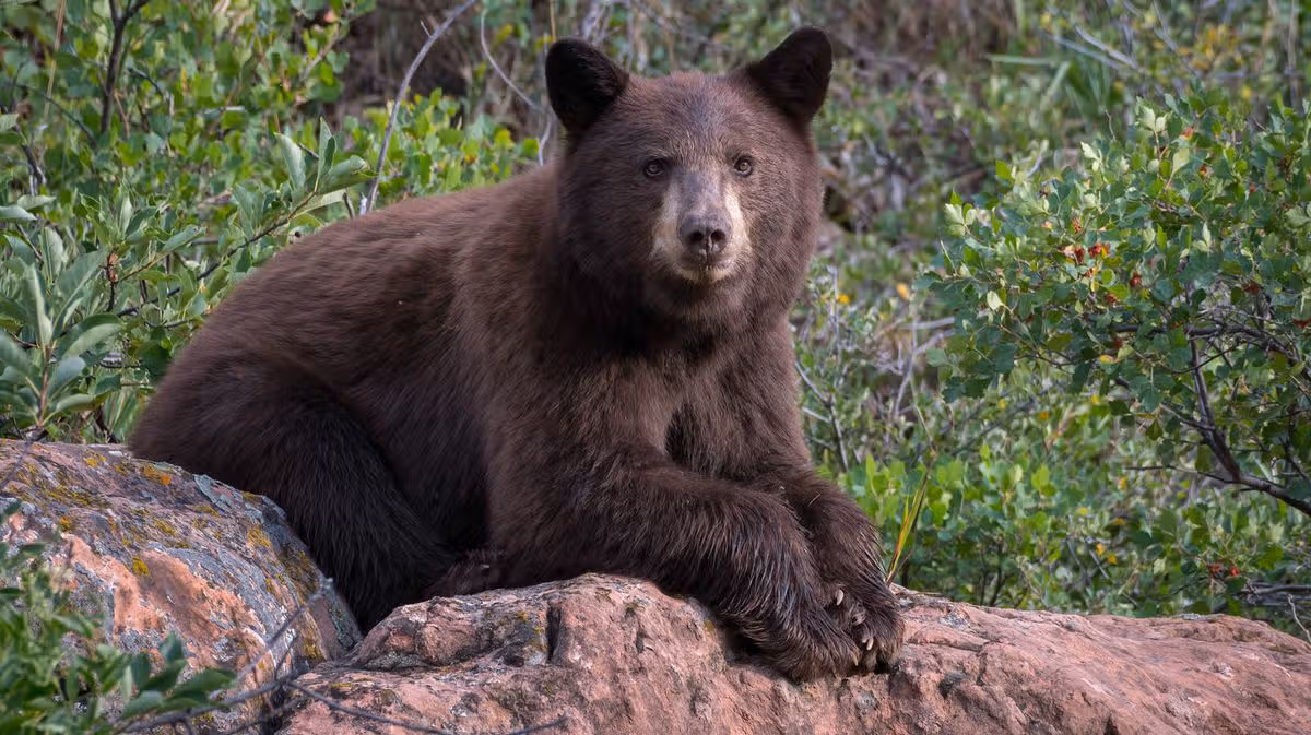 Fisherman Escapes Bear Attack in Colorado