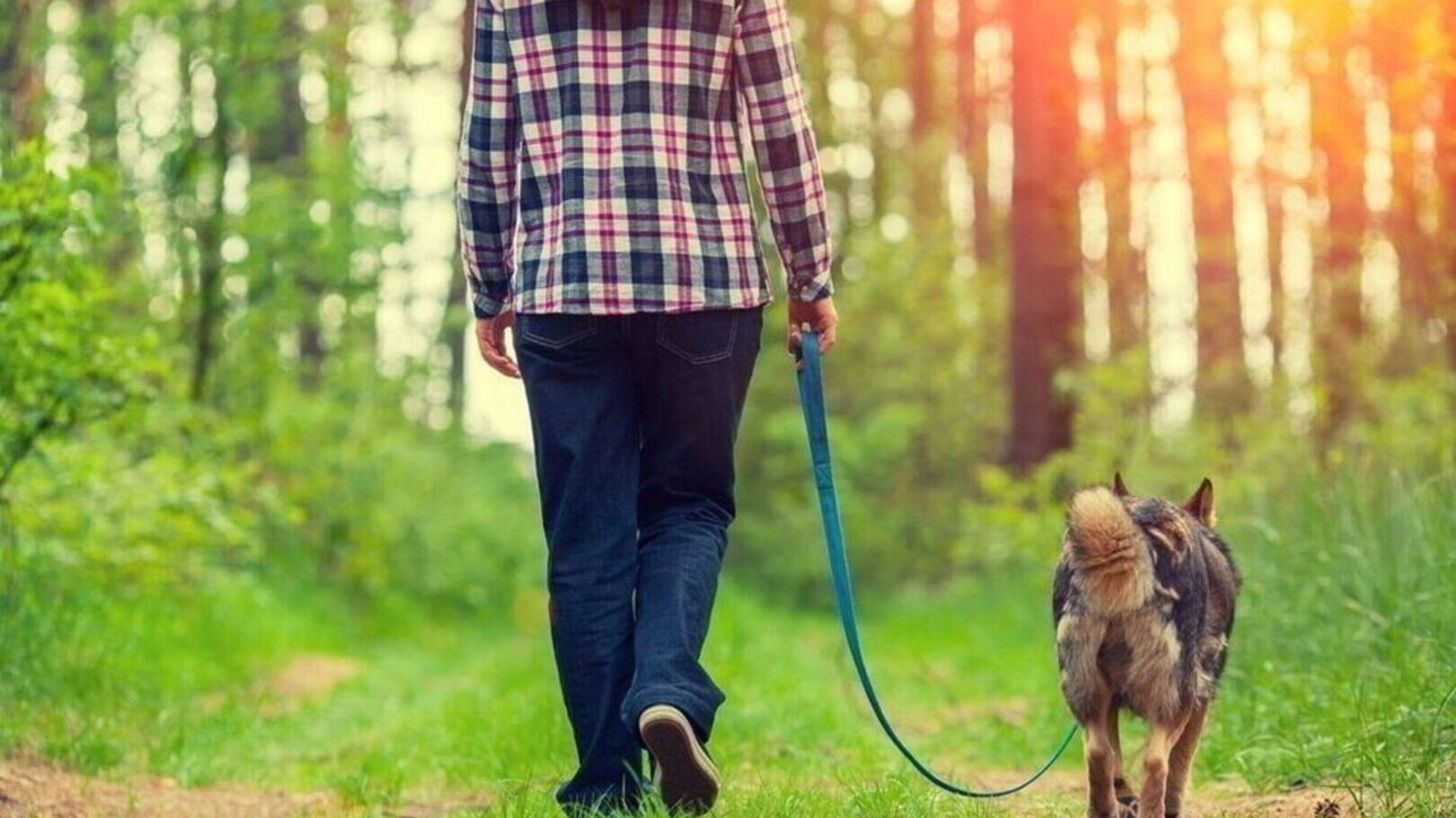 No Funding for Cork Town Dog Park