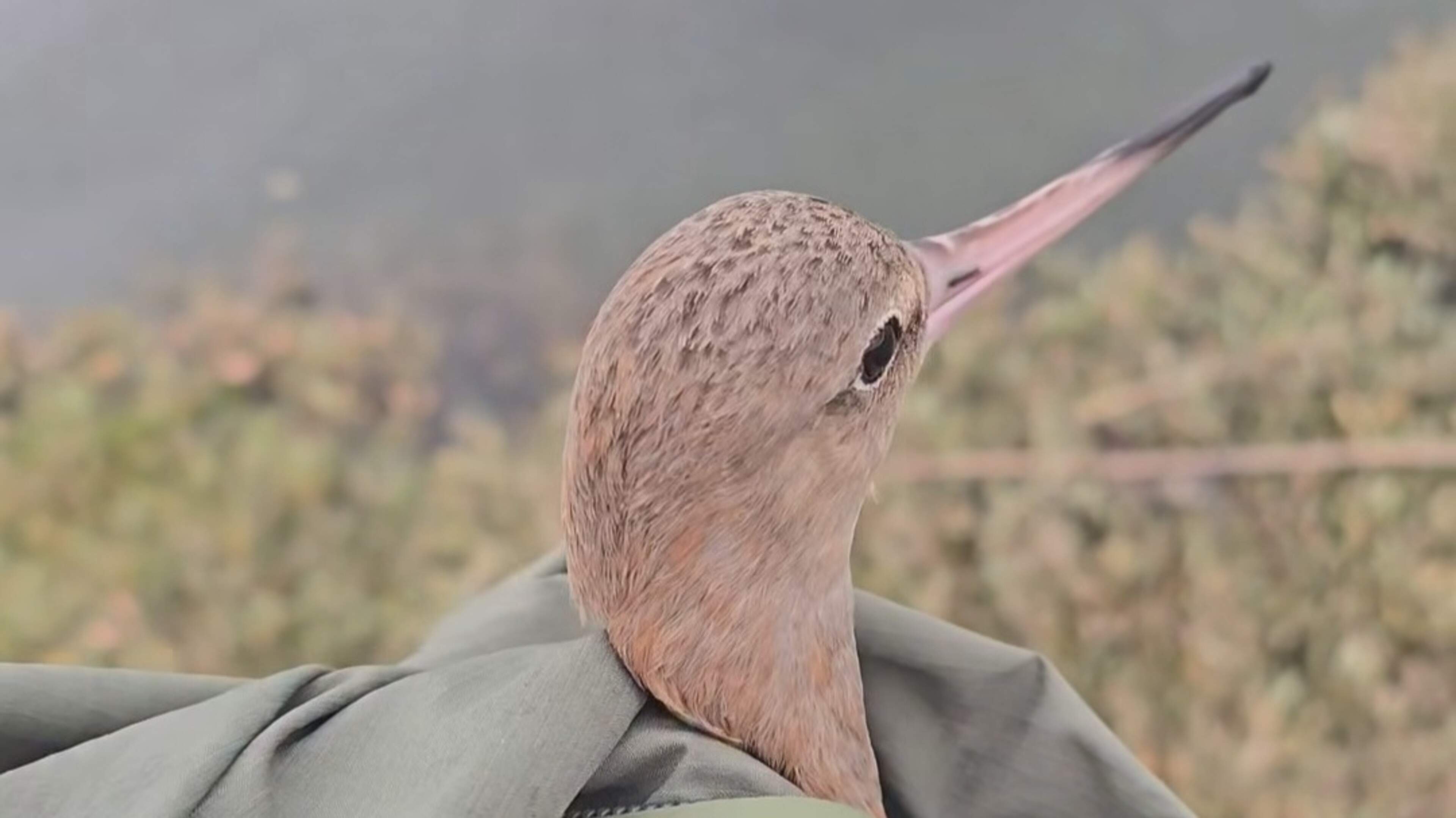 Injured Godwit Rescued in Meath