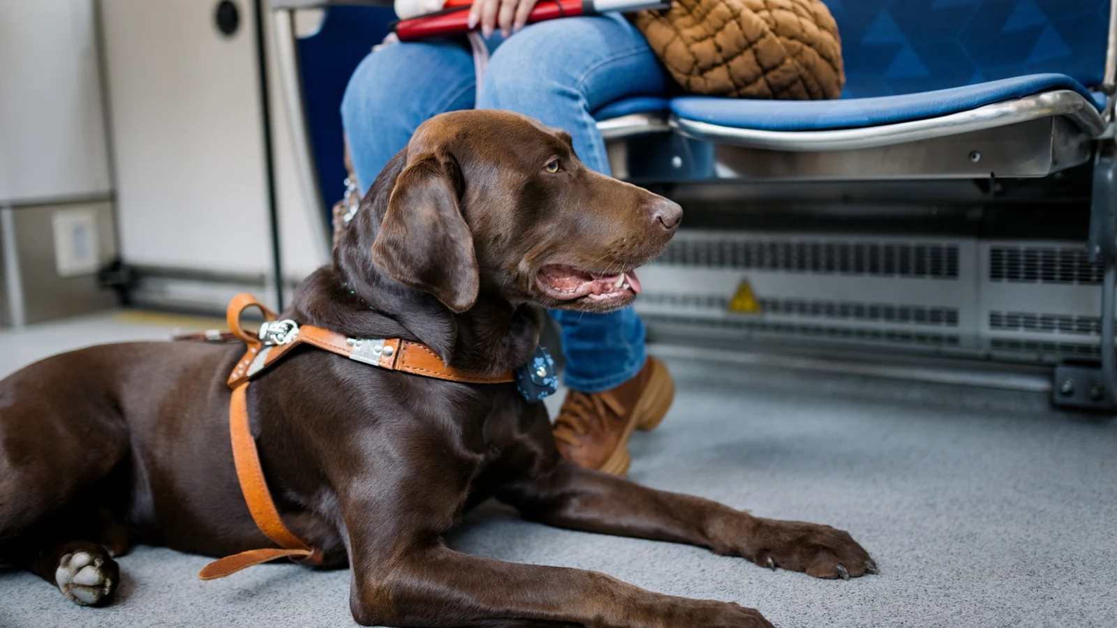 NTA proposes improved access for pets on transport