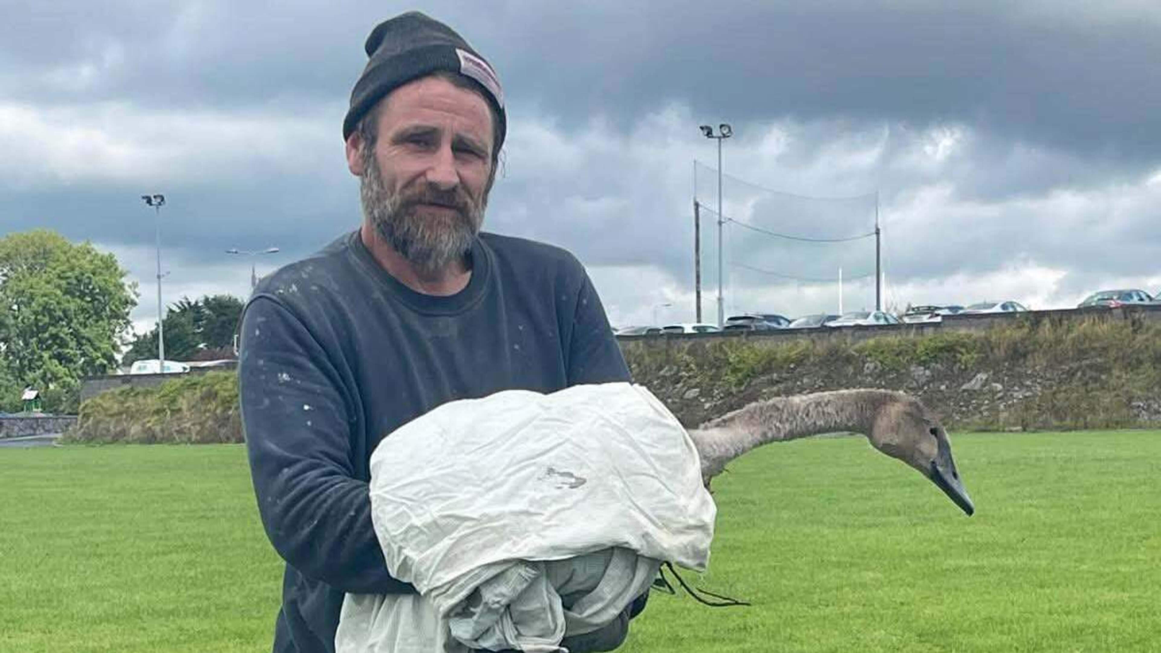 Hero rescues baby swan on football pitch