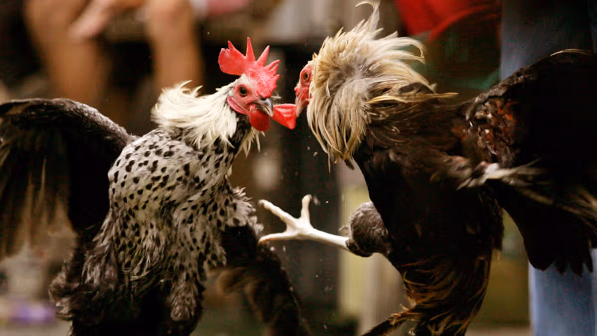 Man killed by his own rooster