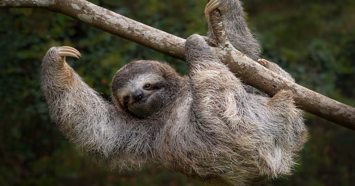 Exploring Costa Rica's Wildlife During Green Season