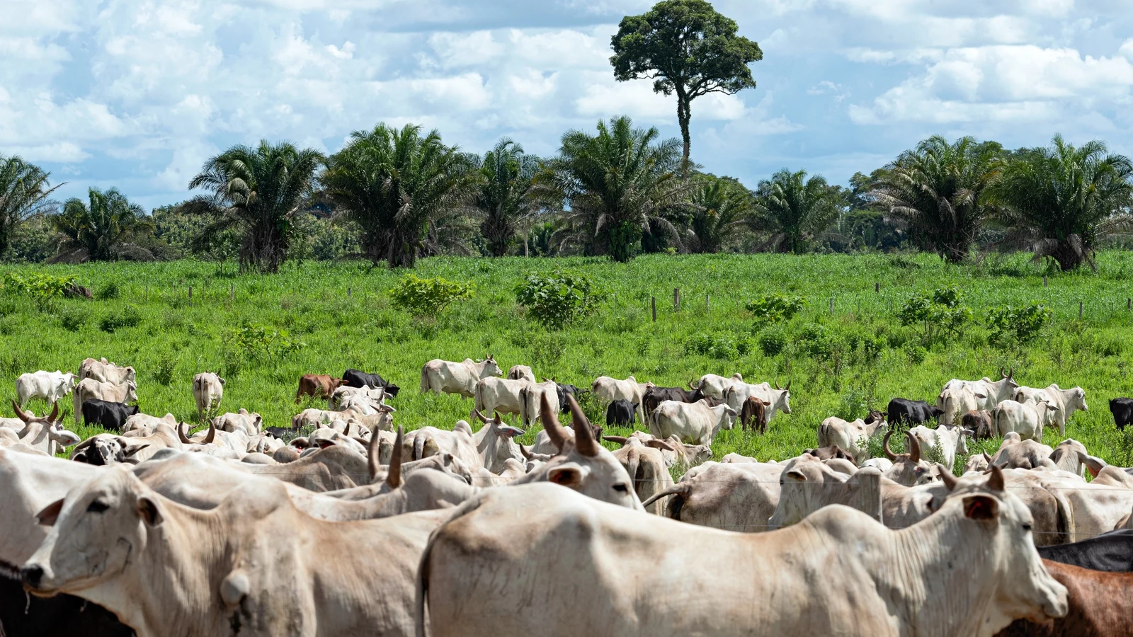 EU bans Brazilian beef imports over health standards