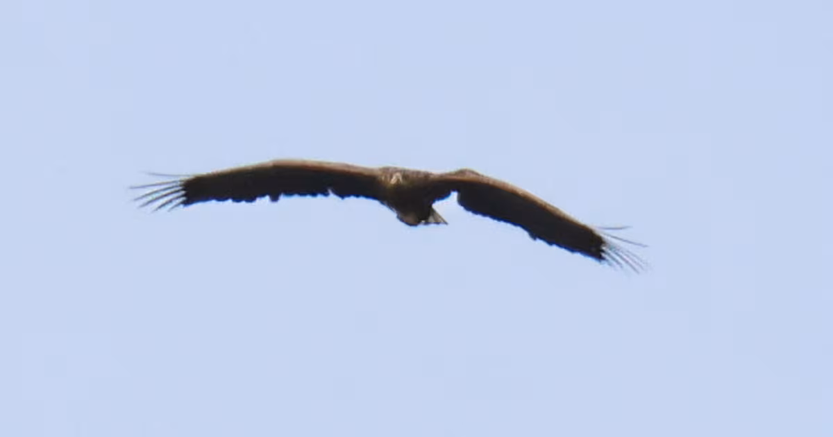 Eagle Spotted After Three Years of Recovery