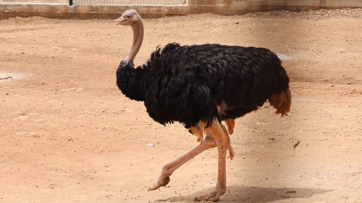 Dad killed by daughter's pet ostrich