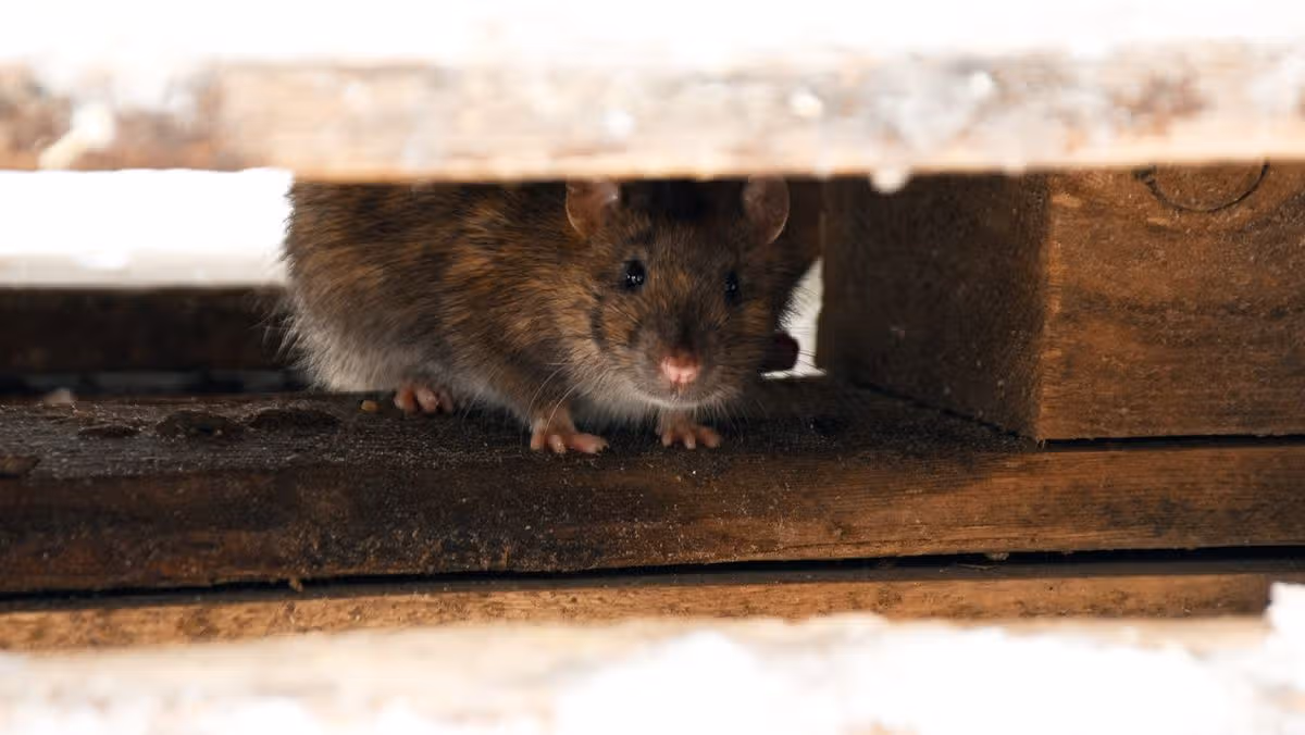 Irish households warned of rat plague