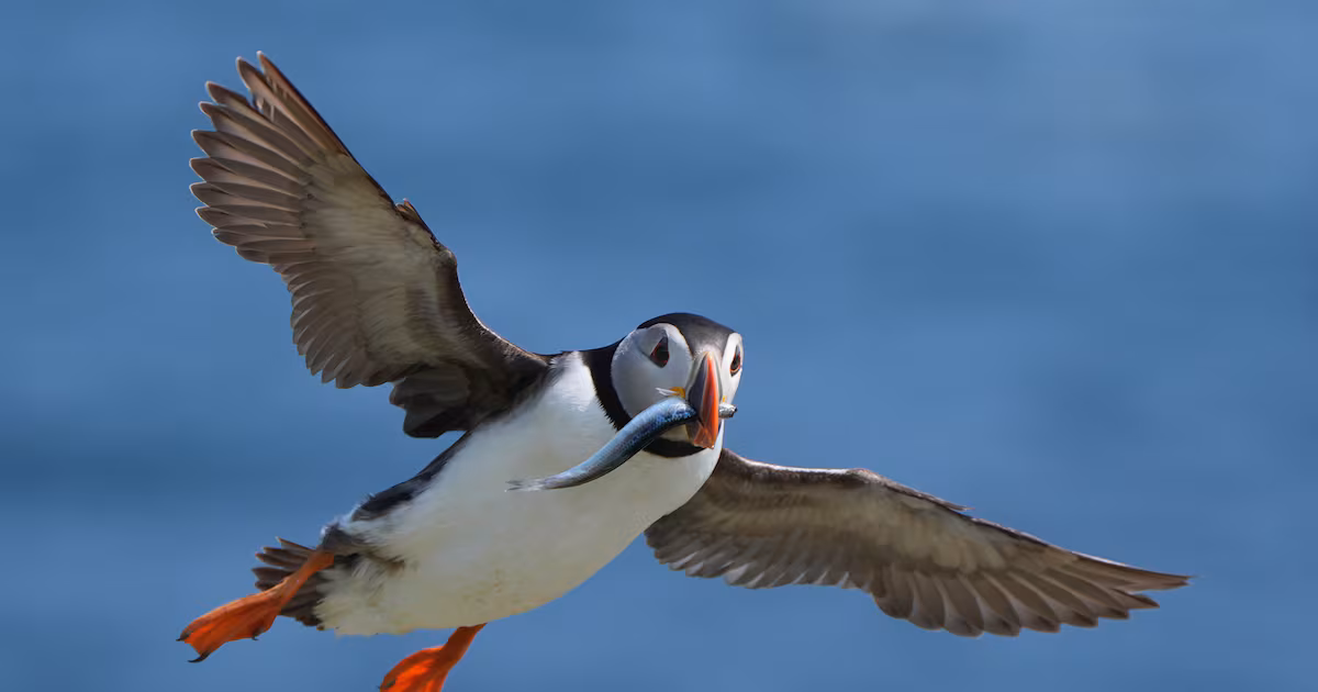 Puffin numbers decline on Scottish island