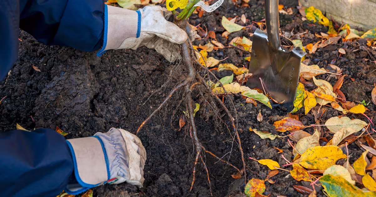 Autumn Planting Offers Gardening Advantages