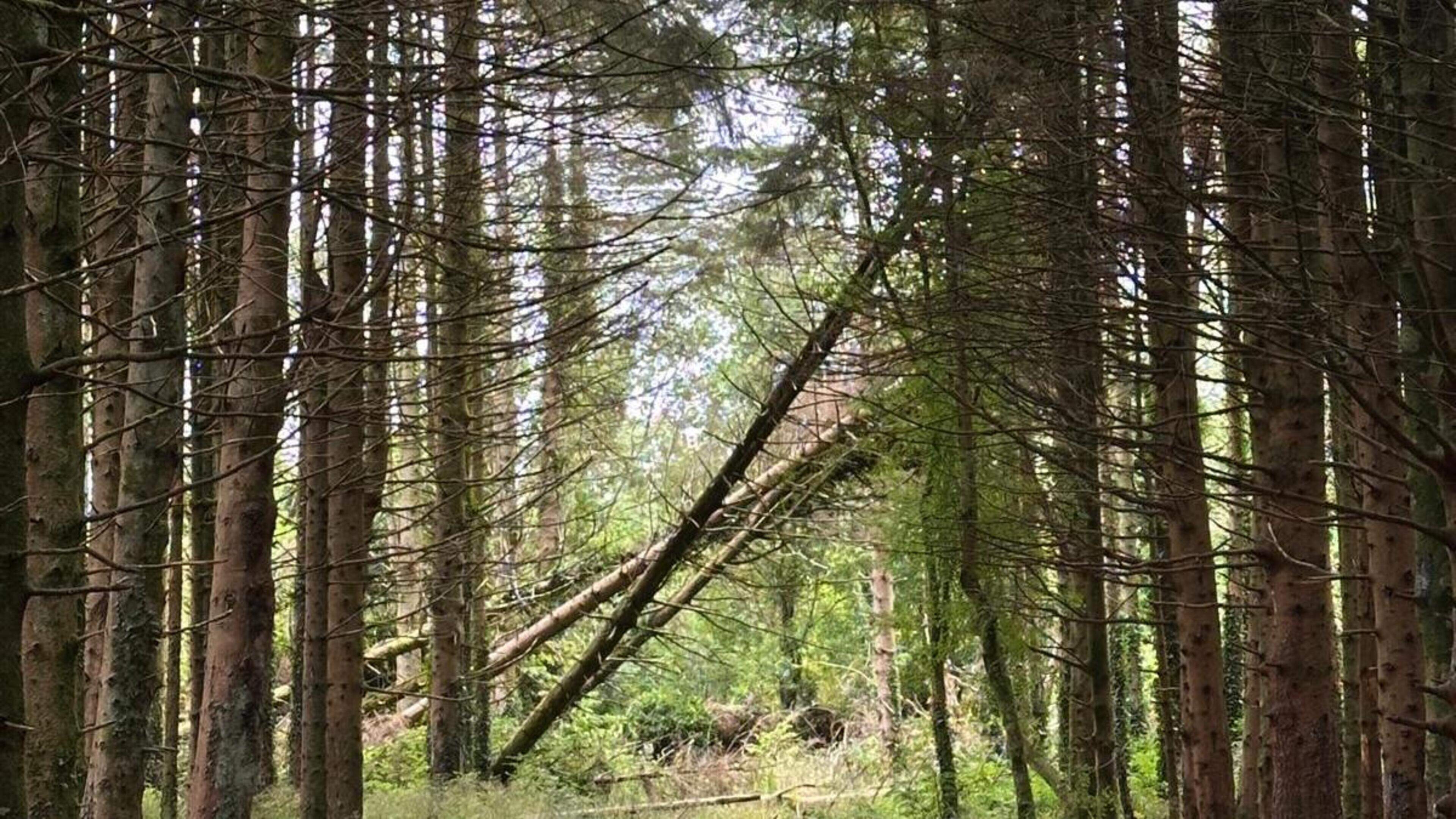 Concerns Over Conifer Felling in Galway
