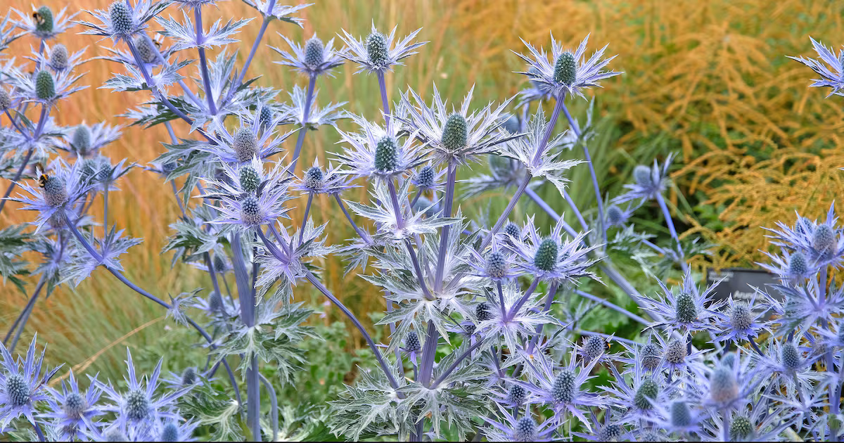 Experts Recommend Drought-Resilient Plants for Gardens