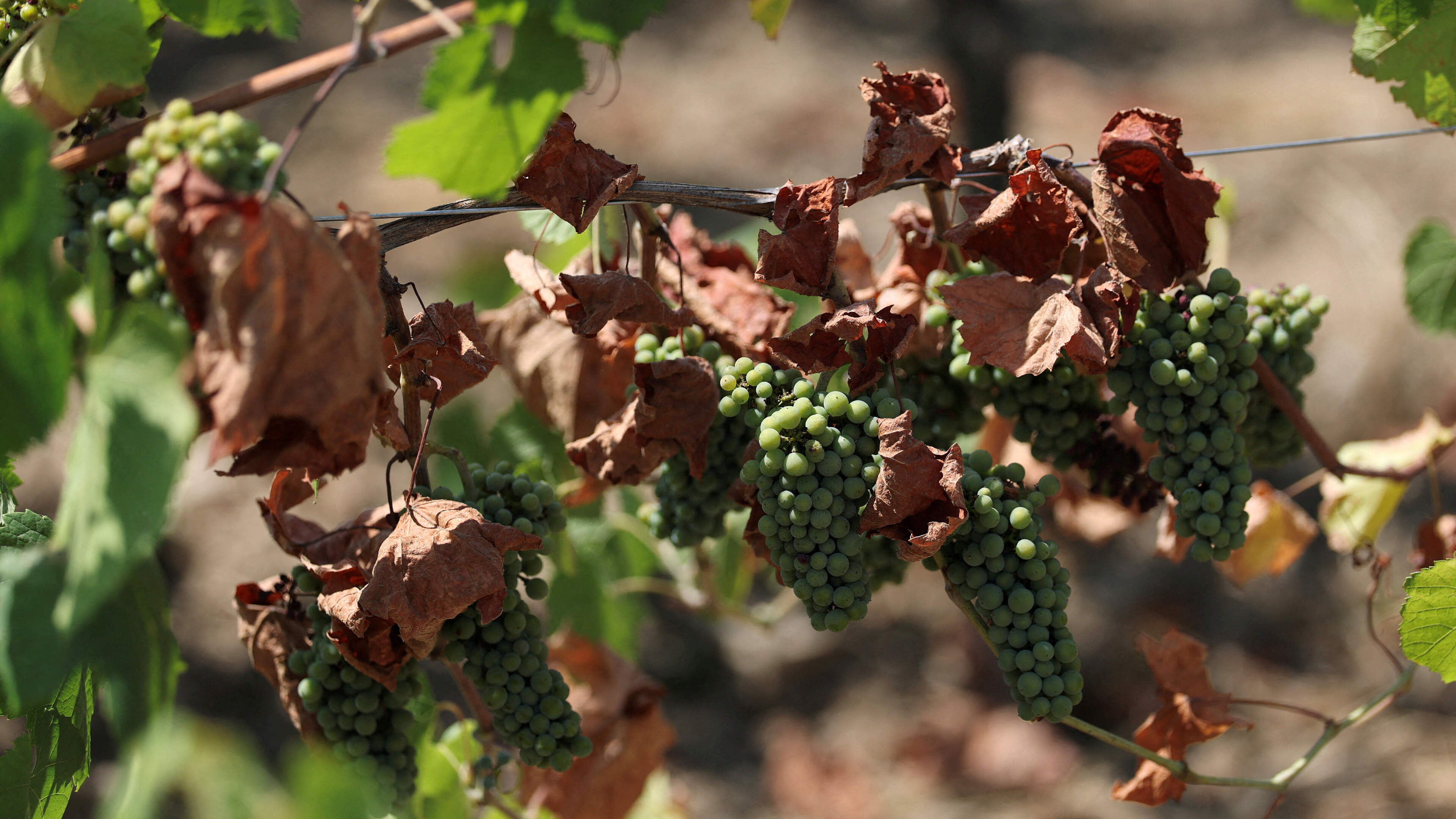 French Wine Output Hits 30-Year Low