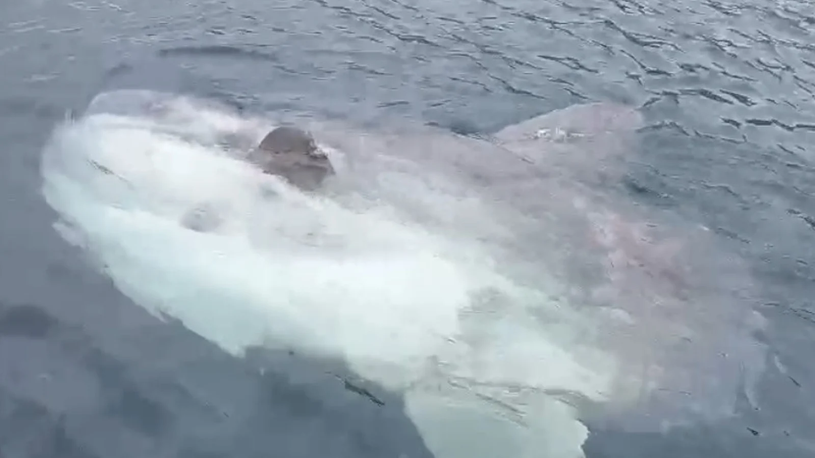 Rare ocean sunfish spotted off Mayo coast