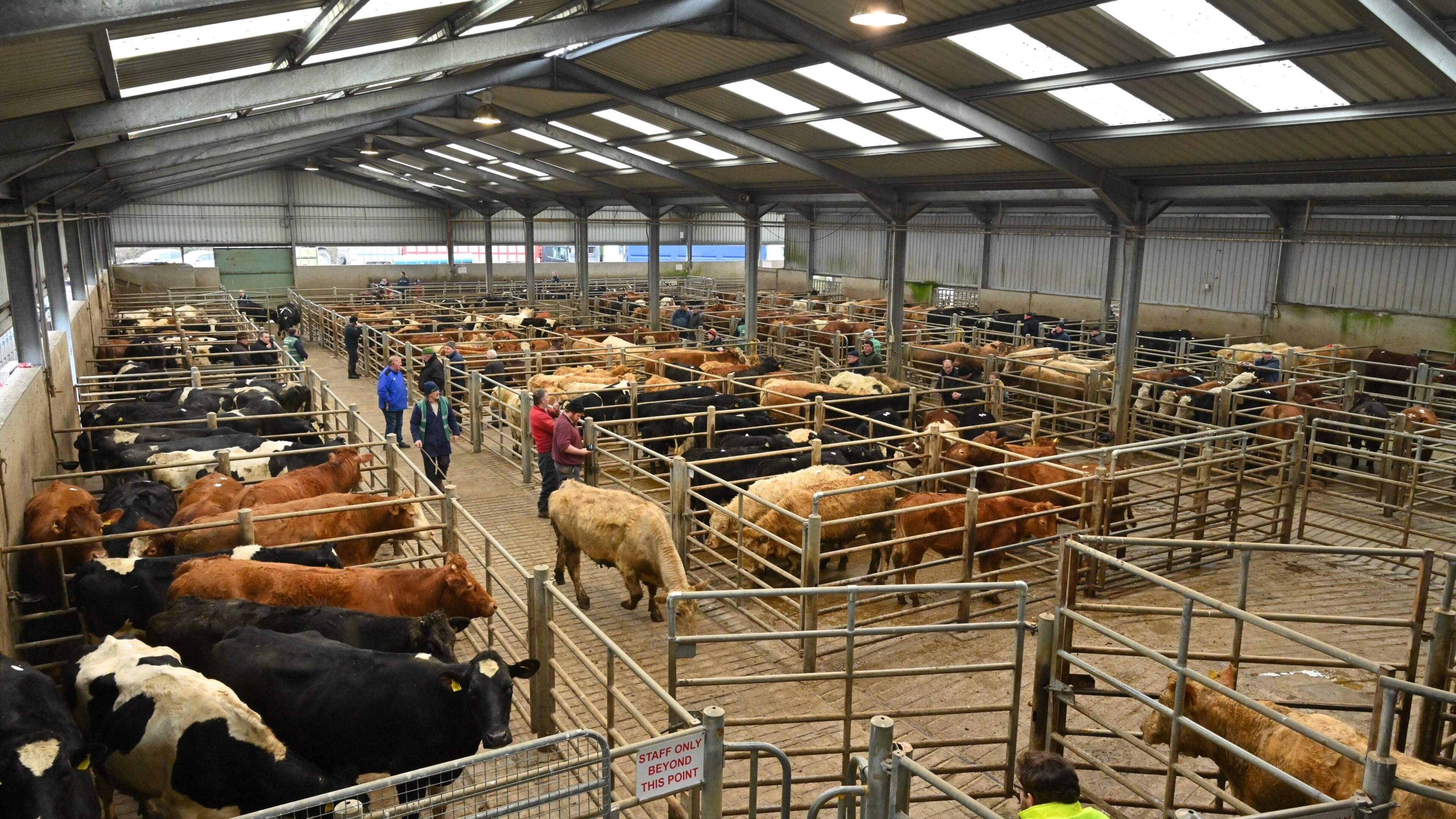 Cattle Prices Surge as Feeders Reenter Market