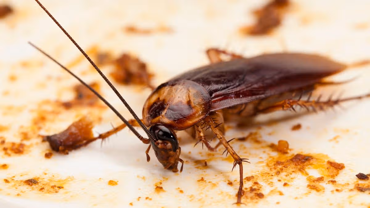 Dublin Restaurant Closed Over Cockroach Infestation