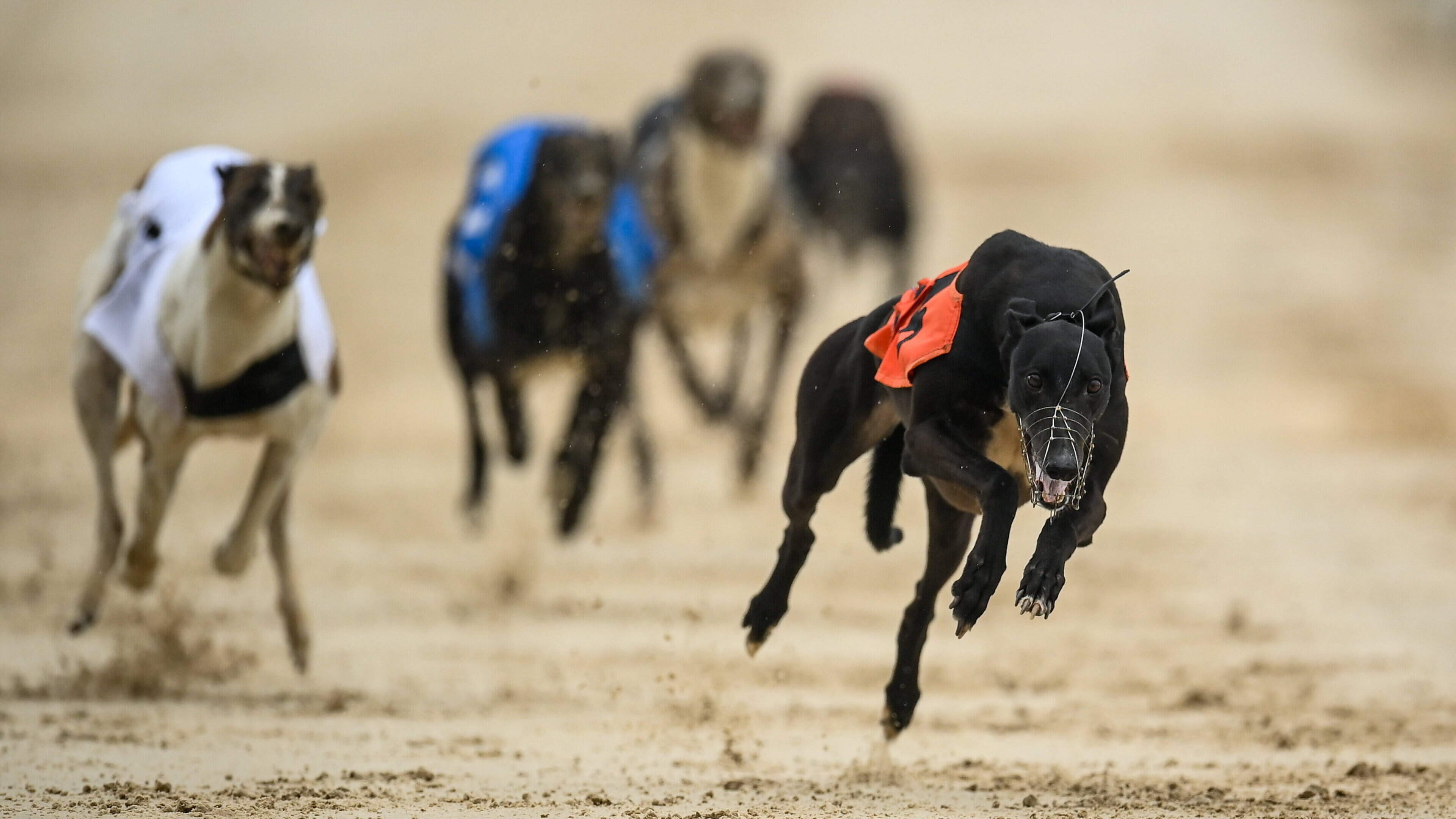 Trainer Anton Butler Records Greyhounds Double